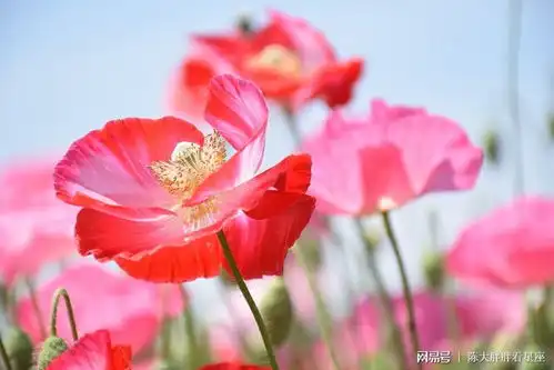 狮子座女生2022年运势详解,事业展得挺不错,可以收获巨大的成功
