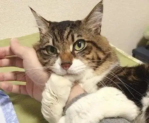 猫咪如果喜欢睡在这几个地方,一定是对铲屎官特别信任和依赖
