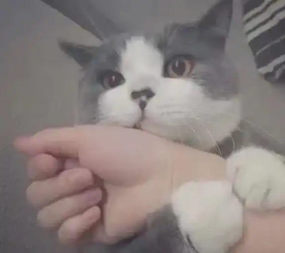 猫咪感到舒服放松,信任你,才会有的5个表现
