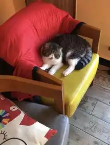 云养猫不过瘾重庆超治愈猫咪咖啡馆萌化你,猫奴必去
