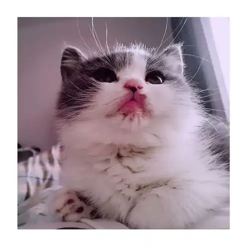 新养的小猫老便便在床上,气炸了,求支招
