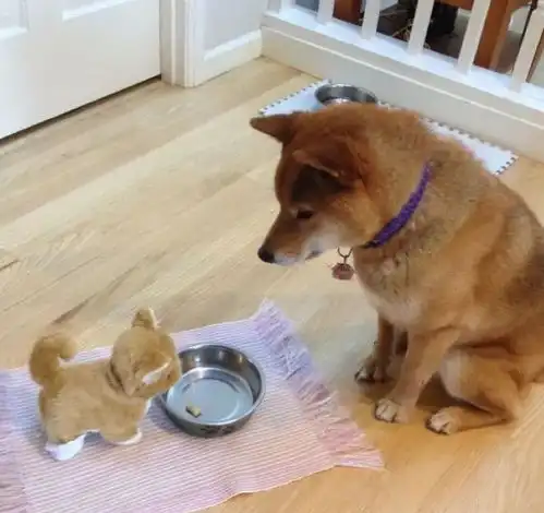柴犬这么像人,它会进化成人类吗

