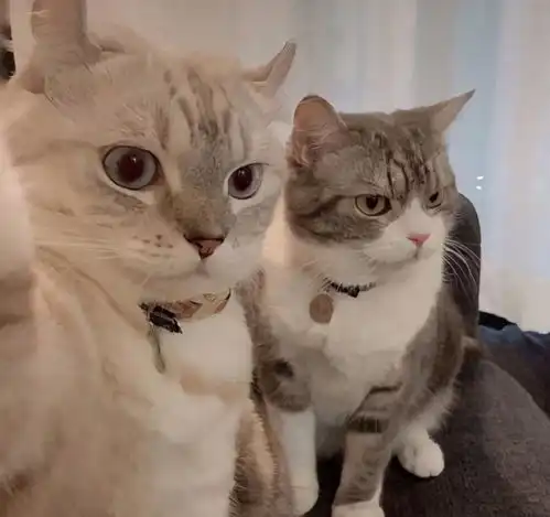 猫咪表达喜欢你的十种方式,看看你家猫咪中几条
