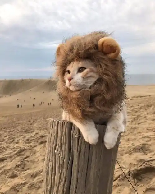 希腊房产投资一家三代拿永居
