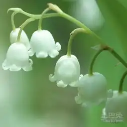 小兔带你欣赏铃铛花图片
