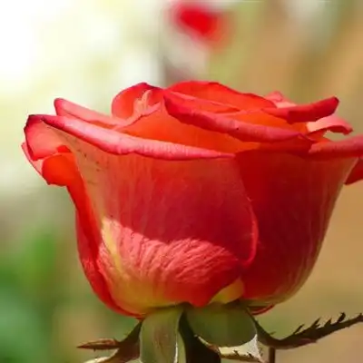 五颜六色的玫瑰鲜花微信头像图片
