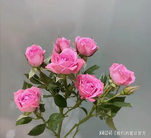 100种玫瑰之49多头玫粉红女郎
