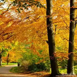 又到红叶飘落时
