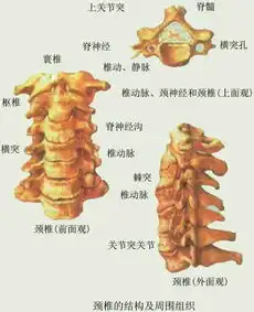 脖子的颈椎增生
