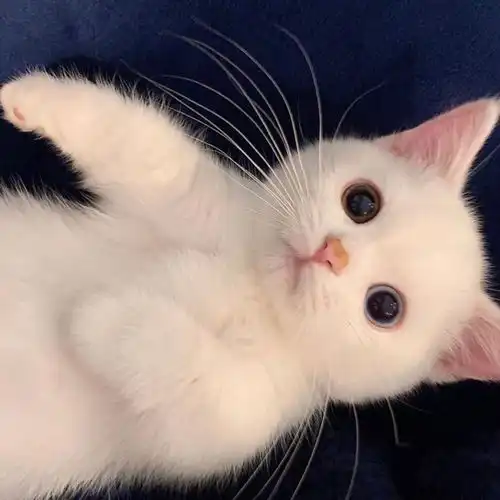 sie最低调的佳作重力异想世界鉴赏
