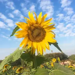 韩国秋季旅游胜地推荐去天空公园看紫芒和花海
