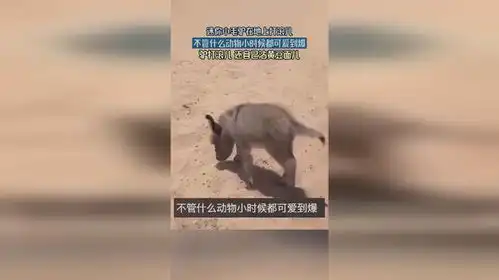 迷你小毛驴在地上打滚儿,驴打滚儿还自己沾黄豆面儿

