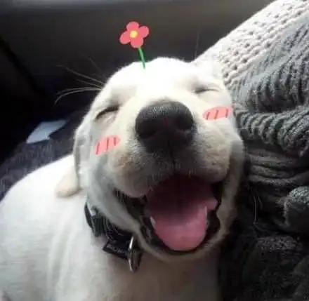 听说爱笑的狗狗都是会给你带来好运的小天使
