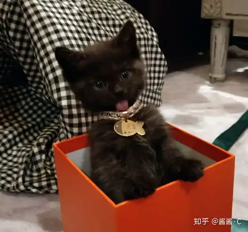 我与元宝哥小猫咪二三事流水账记到宠物店后医生都看不出品种的小猫咪
