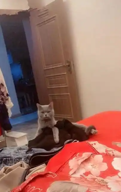 母猫坐在床上喂奶,网友看着感觉不对第一眼还以为盖了条黑毯子
