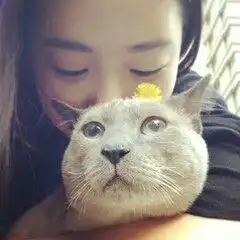 鑫宝视频直播全集鑫宝资料大全yy官方
