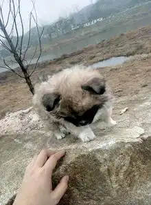 小奶狗被男孩抡圆隔壁丢很远,女孩抱回来,狗狗这么看她萌翻了
