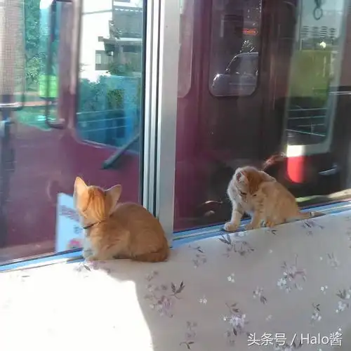 有猫猫们陪伴的旅程真治愈啊日本推出专属猫咪列车
