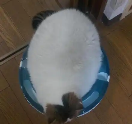 网友出国前把猫咪送给朋友,可半年后回来一看,这养的啥玩意啊
