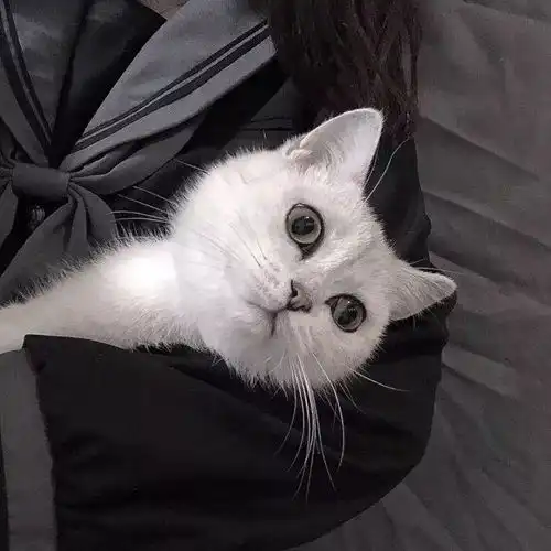 动物头像吃醋是因为我喜欢你
