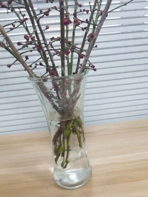 红梅开放,五福临门,家里养一盆,增添喜庆和好运
