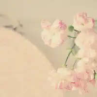 淡雅唯美个性qq头像
