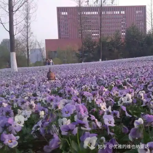 重庆大学西安电子科技大学中南大学北京科技大学华东理工大学暨南大学,这几个报哪一个比较好
