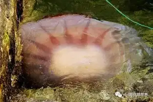 海蜇泛滥成灾,村民哭喊已经吃到吐了
