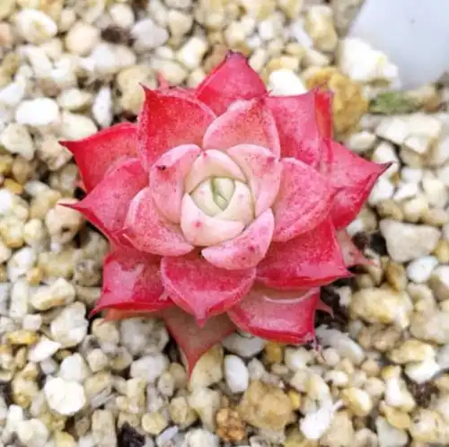 适合新手的多肉女王玫瑰,颜色红润好看,养成漂亮的手捧花
