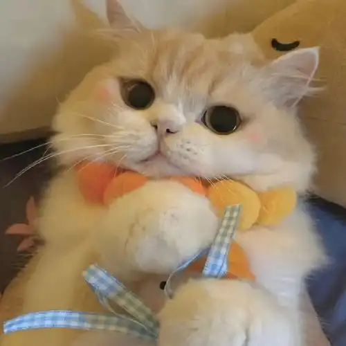 猫咪头像
