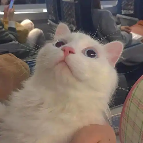 一眼便爱上的背景图
