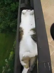 猫,是一种液体....
