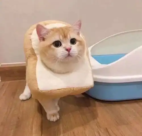 宠物头像不管别人怎么说我都认为自己的感受才是正确的
