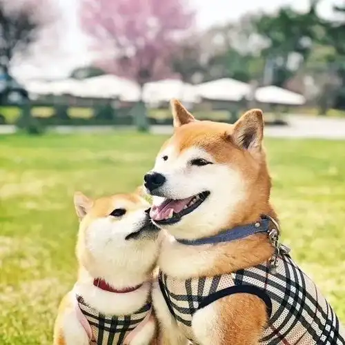 岛国的柴犬兄妹宝灿和豆花,哥哥实力护妹
