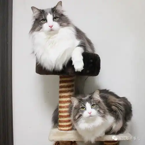 举着吸,扛着吸,挪威森林猫兄妹的日常,毛绒绒超治愈猫咪
