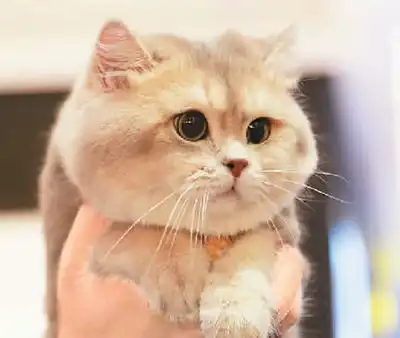 一起喵喵喵喵喵吸猫遛狗风行互联网催热宠物经济
