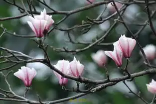 玉兰花期发布青岛最浪漫的赏花地图送给你
