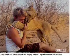 组图南非母狮爱黏人喜欢与保育员玩爱的抱抱
