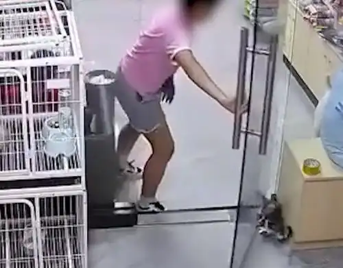 女孩宠物店推门夹死小猫店长发声该事件具体详情曝光
