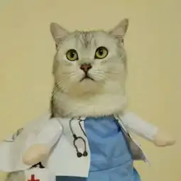 可爱猫咪情侣头像一对两张网恋选我骗钱又骗情
