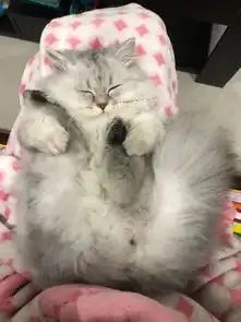 猫咪已经6个月了,之前一直在猫砂盆里上厕所,最近几天总是在床上尿已经3次了该怎么办呢
