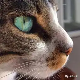 这侧颜杀,张张都霸气侧漏,我的小心肝儿颤了一下
