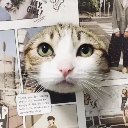 高萌预警40张超治愈萌宠头像,超超超超可爱
