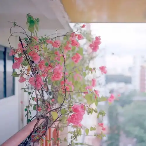 色彩斑斓的新加坡,也可以拍出你爱的淡雅小清新丨nguan
