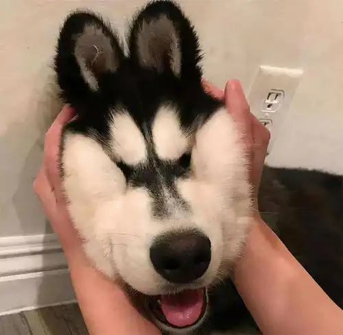 把你当妈妈的狗,从行为上就能看出来

