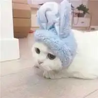 微信小猫情头一左一右头像
