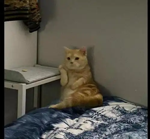 猫咪坐在床上爪子还搭在桌子上,一副大佬的坐姿还不快来拜见
