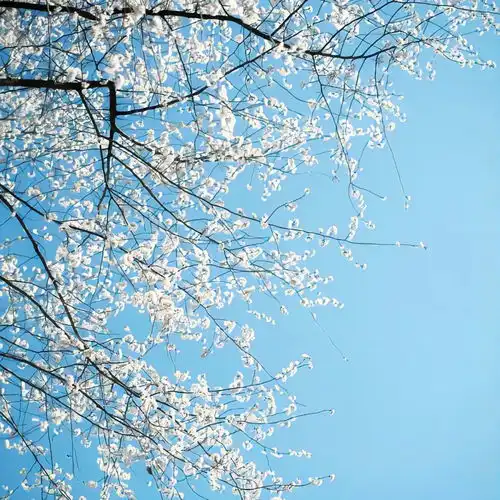 2023最新小清新风景头像
