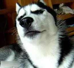 求这张哈士奇头像原图
