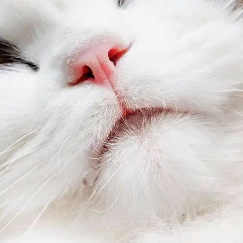 布偶猫有多美有哪些值得分享的布偶猫照片
